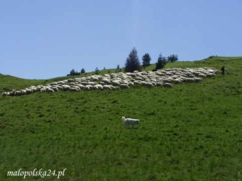 Na hali pod Durbaszką nadal pasą się owce.
