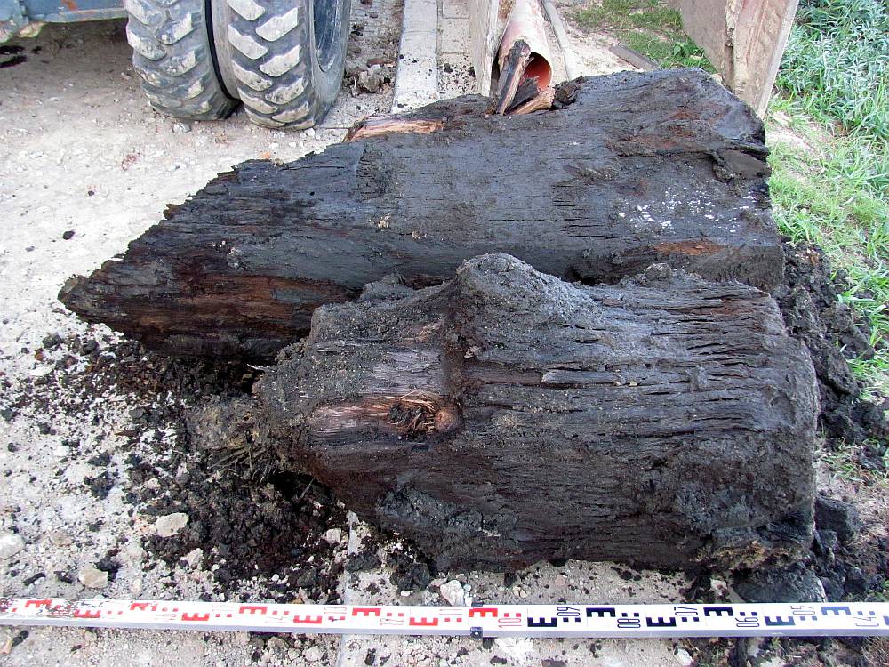 Drewniane pale – elementy wczesnośredniowiecznych umocnień obronnych wokół Sandomierza.