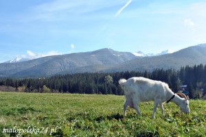 Koza i Karpaty. Czy koza karpacka ma szansę wrócić do tego górskiego krajobrazu?