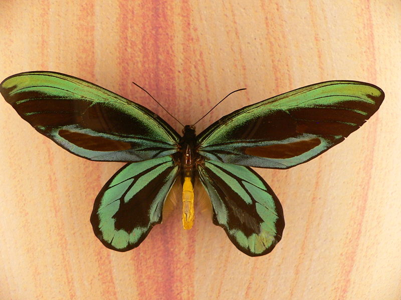 Samiec Ornithoptera alexandrae