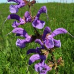 Szałwia łąkowa Salvia pratensis