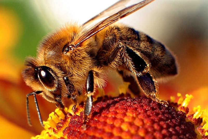 Pszczoła pasieka