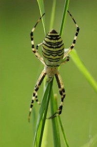 Tygrzk Paskowany pająk Małopolska