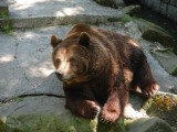Niedźwiedź brunatny. Foto: Bartosz Pawlica, Creative Commons
