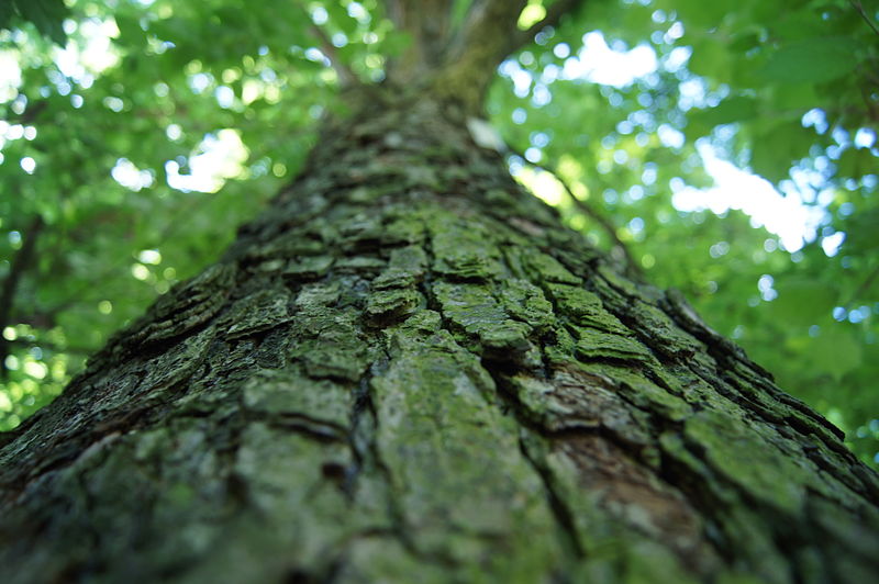 drzewa przenoszenie materiału genetycznego