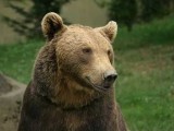 Ze względu na warunki niedźwiedzie mają problem ze znalezieniem wystarczających ilości pożywienia. Źródło: Wikipedia.