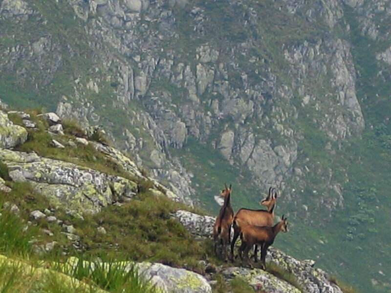 Rupicapra rupicapra kozice w Tatrach