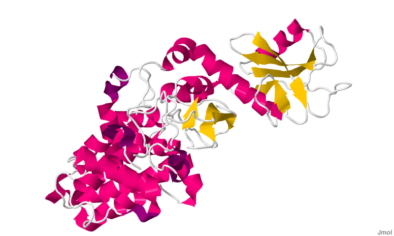 Model wstążkowy białka