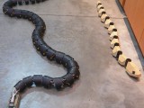 Dwa roboty naśladujące budową i sposobem poruszania się węże. Foto: Wikipedia.