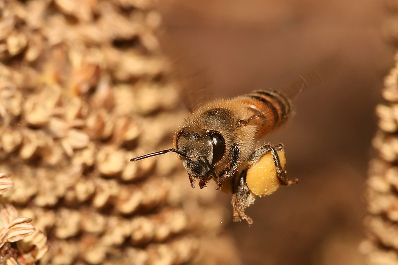 pszczoła miodna
