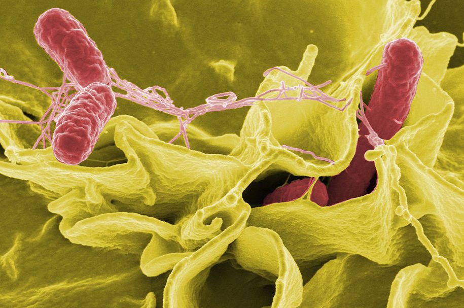 bakterie salmonella