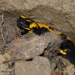 salamandra plamista w Beskidzie Małym
